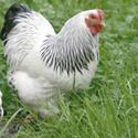 Комплексный подход к биологической защите птицефабрики